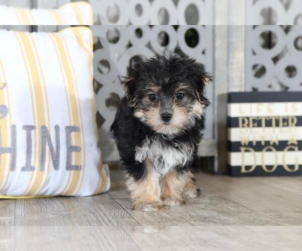 Medium Photo #2 Morkie Puppy For Sale in MOUNT VERNON, OH, USA
