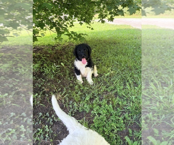 Medium Photo #4 Aussiedoodle Puppy For Sale in TEMPLE, GA, USA