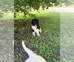 Small Photo #4 Aussiedoodle Puppy For Sale in TEMPLE, GA, USA