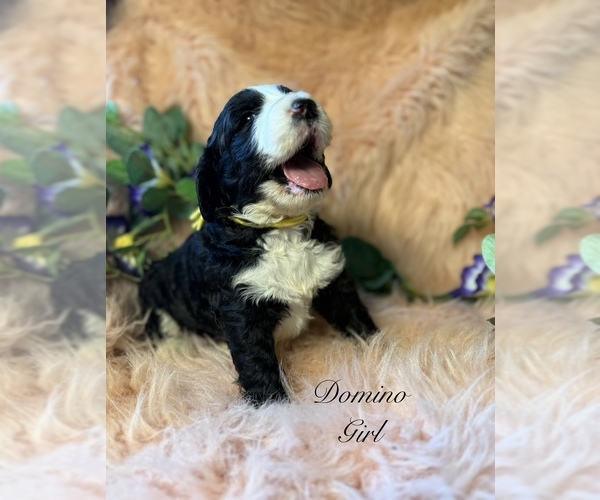 Medium Photo #7 Golden Mountain Doodle  Puppy For Sale in SAINT CLOUD, MN, USA