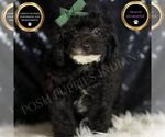Small #5 Poodle (Miniature)