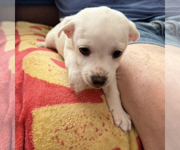 Medium Photo #3 Mutt Puppy For Sale in Spring Lake, NC, USA