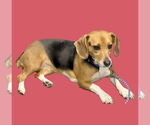 Small Beagle Mix