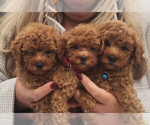 Poodle (Toy) Puppy for sale in NORTH HIGHLANDS, CA, USA
