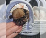 Puppy Apricot Fawn Ma Pug