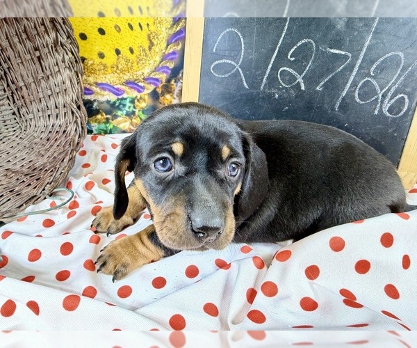 Medium Photo #11 Dachshund Puppy For Sale in CASSVILLE, MO, USA