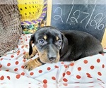 Small #10 Dachshund