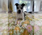 Small #7 Boston Terrier-Italian Greyhound Mix