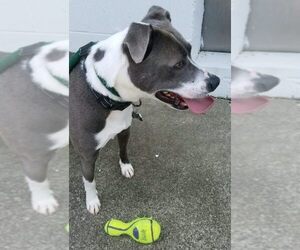 Blue Steele - Male Mutt Dog for Adoption - Photo #8