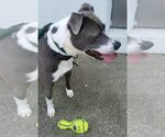 Small #7 Mutt