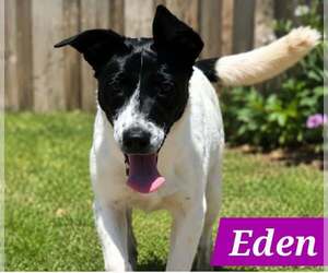 Edena - Female Mutt Dog for Adoption - Photo #2