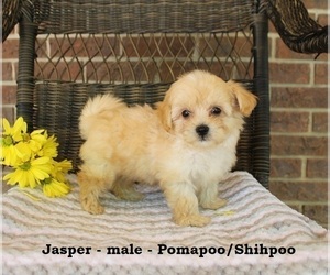 Pom-A-Poo Puppy for sale in CLARKRANGE, TN, USA