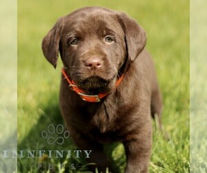 Labrador Retriever Puppy for sale in COATESVILLE, PA, USA
