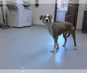 American Pit Bull Terrier Dogs for adoption in Fayetteville, NC, USA