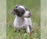 Small #5 Chihuahua