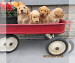 Small #4 Golden Retriever