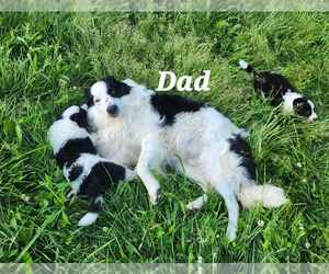 Father of the Border Collie puppies born on 05/17/2025