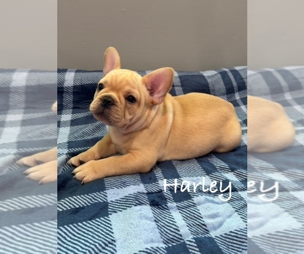 Medium Photo #3 French Bulldog Puppy For Sale in WILLIAMSVILLE, MO, USA