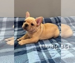 Small #2 French Bulldog