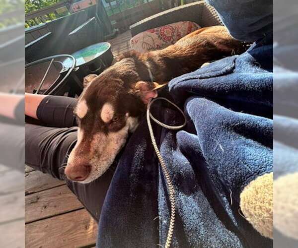 Medium Photo #1 Siberian Husky-Unknown Mix Puppy For Sale in Omaha, NE, USA