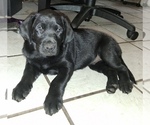 Puppy Puppy 4 Labrador Retriever