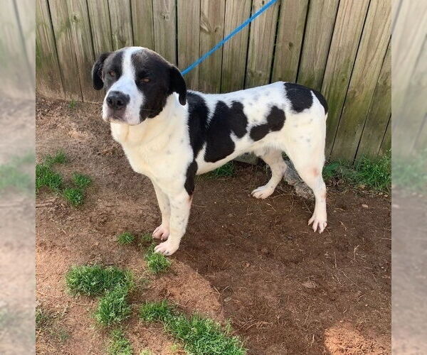 Medium Photo #1 Collie-Pointer Mix Puppy For Sale in columbia, SC, USA