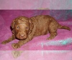 Image preview for Ad Listing. Nickname: dark red boy