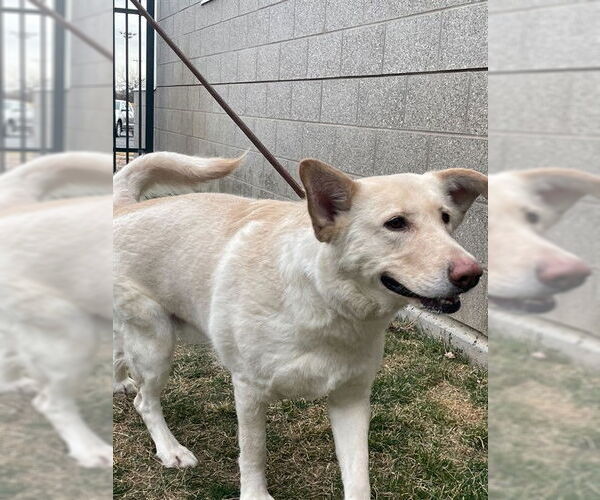 Medium Photo #1 German Shepherd Dog-Unknown Mix Puppy For Sale in Ogden, UT, USA