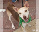 Small #5 Labrador Retriever Mix