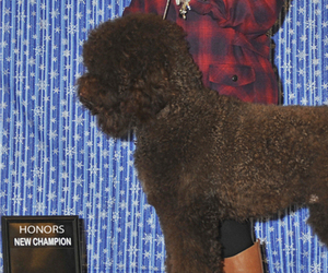 Father of the Barbet puppies born on 06/03/2026