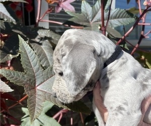 Great Dane Puppy for Sale in IDAHO FALLS, Idaho USA