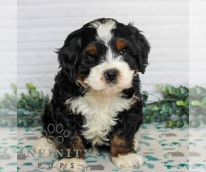 Bernedoodle (Miniature) Puppy for sale in LITITZ, PA, USA