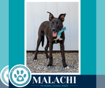 Small #13 Labrador Retriever Mix