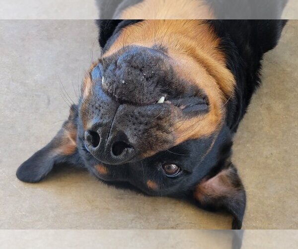 Medium Photo #3 Rottweiler Puppy For Sale in San Antonio, TX, USA
