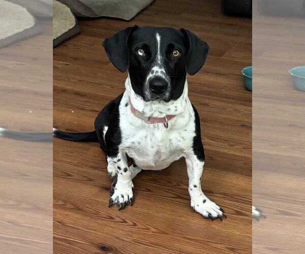 Medium Photo #3 Basset Hound-Unknown Mix Puppy For Sale in Brookville, OH, USA
