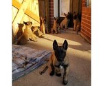 Small Photo #9 Belgian Malinois Puppy For Sale in KATY, TX, USA
