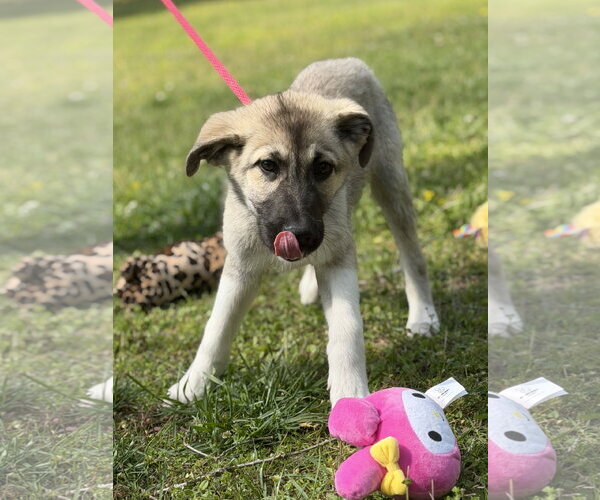 Medium Photo #4 German Shepherd Dog-Great Pyrenees Mix Puppy For Sale in Yardley, PA, USA