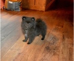 Small #3 Pomeranian