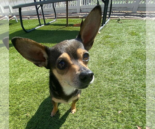 Medium Photo #9 Chihuahua-Unknown Mix Puppy For Sale in La Verne, CA, USA