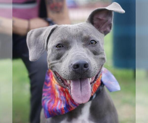 Medium Photo #1 American Staffordshire Terrier-Unknown Mix Puppy For Sale in San Antonio, TX, USA