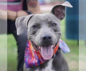 American Staffordshire Terrier-Unknown Mix Dogs for adoption in San Antonio, TX, USA