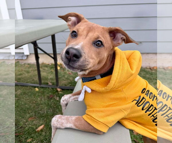 Medium Photo #1 Mutt Puppy For Sale in pomfret, CT, USA