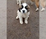 Puppy Puppy 1 Great Pyrenees-Saint Bernard Mix