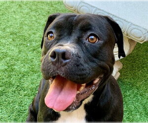 Mastiff-Unknown Mix Dogs for adoption in Moreno Valley, CA, USA