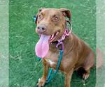 Small Doberman Pinscher Mix