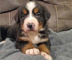 Bernese Mountain Dog Puppy for sale in LEETONIA, OH, USA