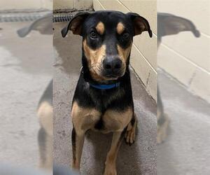 Rottweiler-Unknown Mix Dogs for adoption in Waco, TX, USA