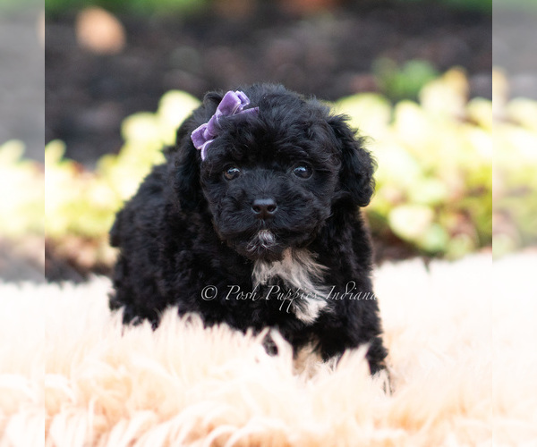 Medium Photo #51 Maltipoo (Miniature) Puppy For Sale in WARSAW, IN, USA