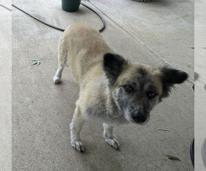 German Shepherd Dog-Huskies  Mix Dogs for adoption in McKinney, TX, USA