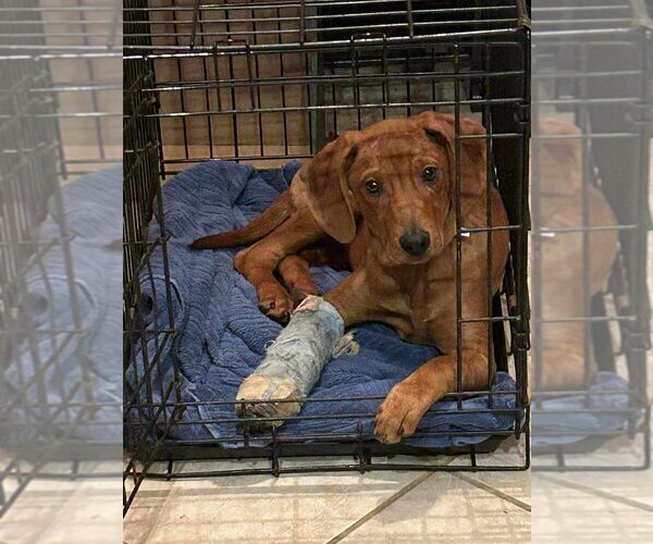 Medium Photo #3 Coonhound-Unknown Mix Puppy For Sale in Aurora, IN, USA